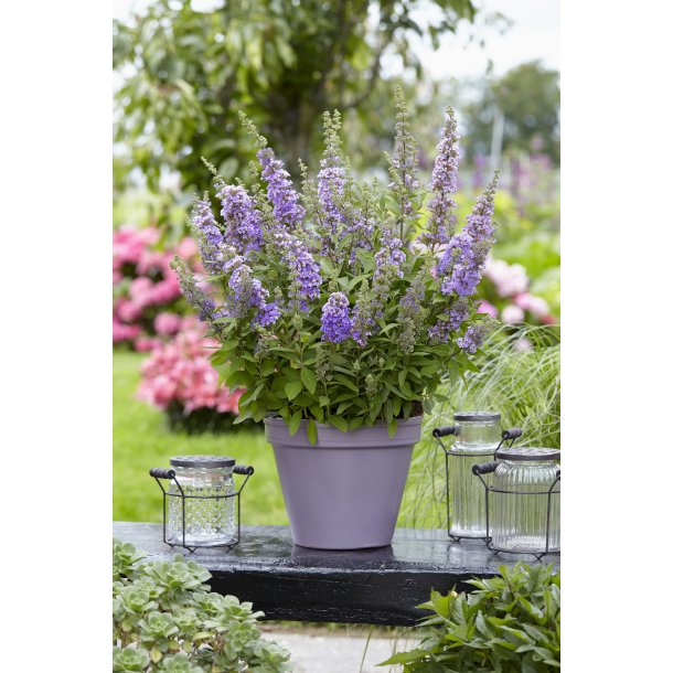 Buddleja ButterFly Candy Purple 🐝