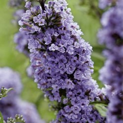Buddleja ButterFly Candy Purple 🐝