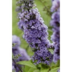 Buddleja ButterFly Candy Purple 🐝