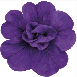 Calibrachoa Double Blue