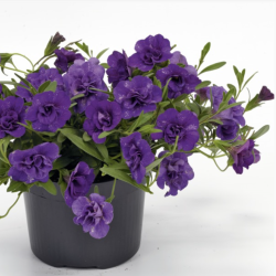 Calibrachoa Double Blue