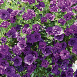 Calibrachoa Double Blue