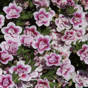 Calibrachoa Double Pink Tastic