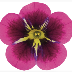 Calibrachoa Good Night Kiss