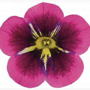 Calibrachoa Good Night Kiss