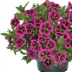 Calibrachoa Good Night Kiss