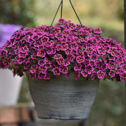 Calibrachoa Good Night Kiss