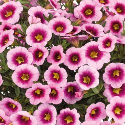Calibrachoa Light Pink Eye