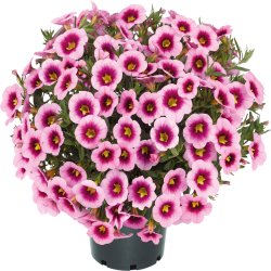 Calibrachoa Light Pink Eye