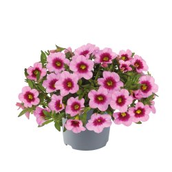 Calibrachoa Light Pink Eye
