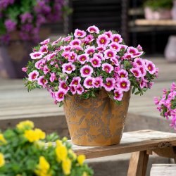 Calibrachoa Light Pink Eye