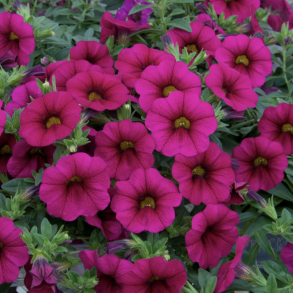 Calibrachoa Purple