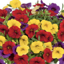 Calibrachoa Trixi Bolero