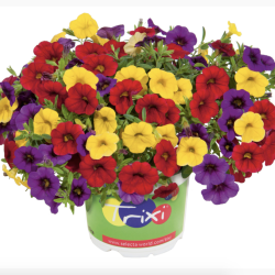 Calibrachoa Trixi Bolero