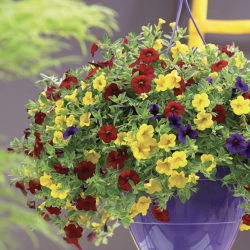 Calibrachoa Trixi Bolero