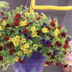 Calibrachoa Trixi Bolero