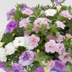 Calibrachoa Trixi Pink Petticoat