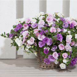 Calibrachoa Trixi Pink Petticoat