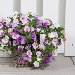 Calibrachoa Trixi Pink Petticoat