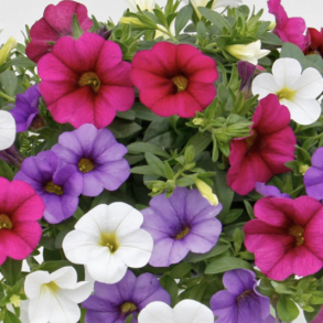 Calibrachoa Trixi Spirit