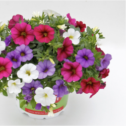 Calibrachoa Trixi Spirit