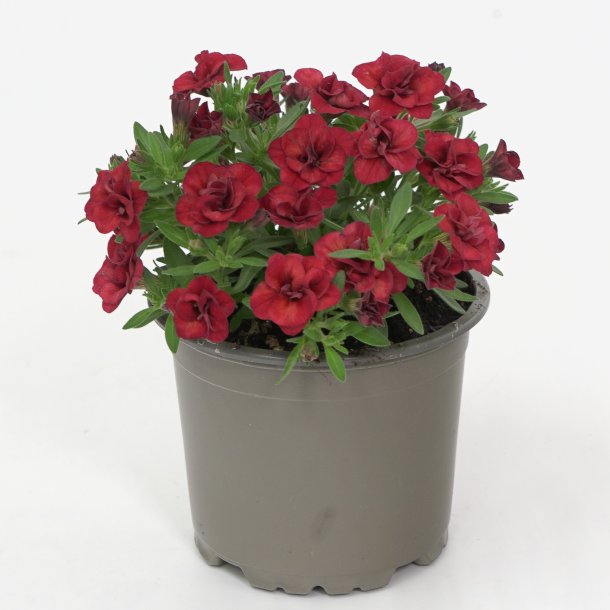 Calibrachoa Double Red