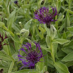 Centaurea Amethyst Dream 🐝