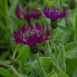 Centaurea Amethyst Dream 🐝