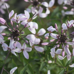 Cleome Se�orita Blanca 🐝
