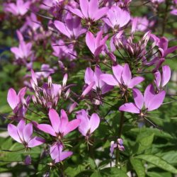 Cleome Se�orita Rosalita 🐝