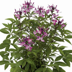 Cleome Se�orita Rosalita 🐝