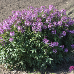 Cleome Se�orita Rosalita 🐝