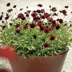 Cosmos Chocamocha 🐝