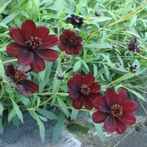 Cosmos Chocamocha 🐝