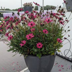 Cosmos Cherry Chocolate 🐝