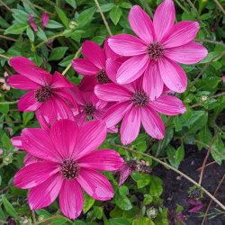 Cosmos Cherry Chocolate 🐝
