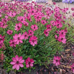 Cosmos Cherry Chocolate 🐝