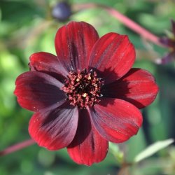 Cosmos Chocamocha 🐝