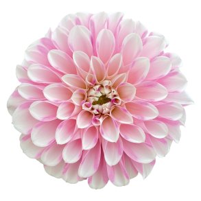 Dahlia Garden Indira 🐝