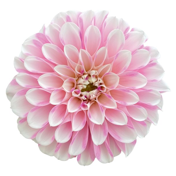 Dahlia Garden Indira 🐝