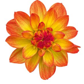 Dahlia Garden Saira 🐝