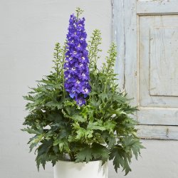 Delphinium Delgenius Glitzy