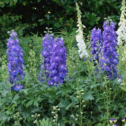 Delphinium Delgenius Glitzy