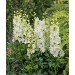 Delphinium Delgenius Neva
