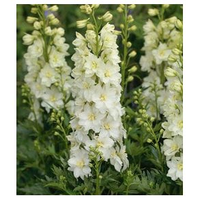 Delphinium Delgenius Neva