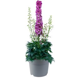 Delphinium Delgenius Chantay