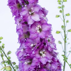 Delphinium Delgenius Chantay