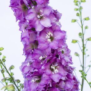 Delphinium Delgenius Chantay