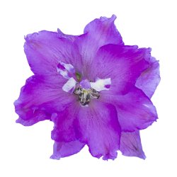 Delphinium Delgenius Chantay