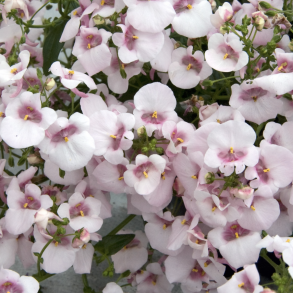 Diascia Piccadilly Appleblossom